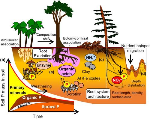 Plant strategy of root system architecture and exudates for acquiring soil nutrients