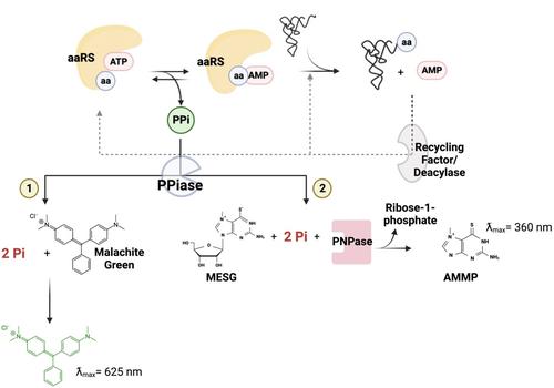 Strategies for Detecting Aminoacylation and Aminoacyl-tRNA Editing in vitro and in Cells