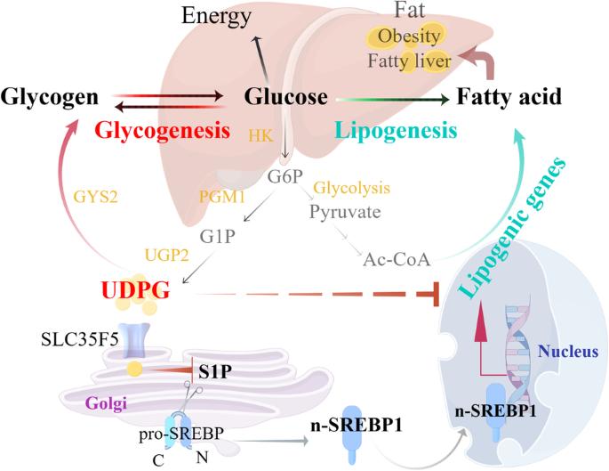 UDPG: Maintaining the true nature of sugar