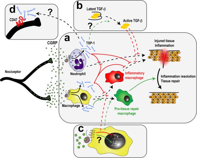 No pain, no gain — how nociceptors orchestrate tissue repair