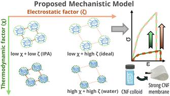 Insights into controlling bacterial cellulose nanofiber film properties through balancing thermodynamic interactions and colloidal dynamics†