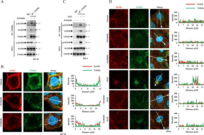 EGFR inhibits TNF-α-mediated pathway by phosphorylating TNFR1 at tyrosine 360 and 401