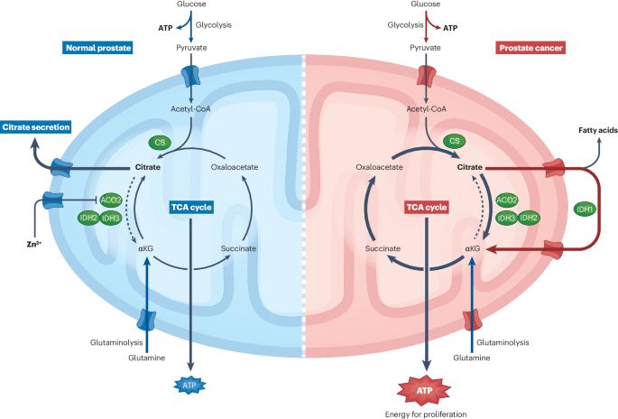 Rediscovering citrate as a biomarker for prostate cancer