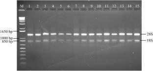 The Cerato-Platanin gene, rmcp, from Rigidoporus microporus was stably expressed during infection of Hevea brasiliensis