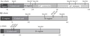 The Effect of Hypochlorite-Induced Fibrinogen Oxidation on the Protein Structure, Fibrin Self-Assembly, and Fibrinolysis