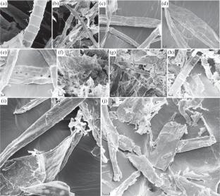 Enzymatic Conversion of Wood Materials from the Pulp and Paper Industry