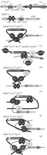 Impact of Interactions between Su(Hw)-Dependent Insulators on the Transvection Effect in Drosophila melanogaster