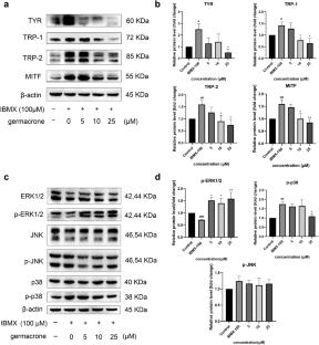 Germacrone, isolated from Curcuma wenyujin, inhibits melanin synthesis through the regulation of the MAPK signaling pathway