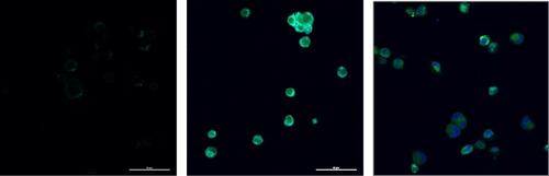 From the Design of Innovative Ti-Pt Heterometallic Complexes to the Development of Highly Anti-Proliferative Water-Soluble Cationic Titanocenes