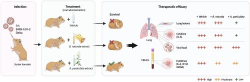 In vivo evaluation of Andrographis paniculata and Boesenbergia rotunda extract activity against SARS-CoV-2 Delta variant in Golden Syrian hamsters: Potential herbal alternative for COVID-19 treatment