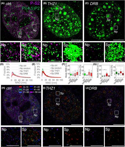 Nuclear patterns of phosphatidylinositol 4,5- and 3,4-bisphosphate revealed by super-resolution microscopy differ between the consecutive stages of RNA polymerase II transcription