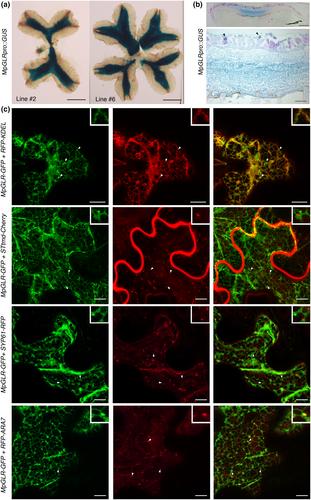 GLR-dependent calcium and electrical signals are not coupled to systemic, oxylipin-based wound-induced gene expression in Marchantia polymorpha