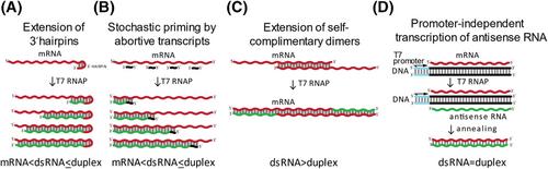 An immuno-northern technique to measure the size of dsRNA byproducts in in vitro transcribed RNA