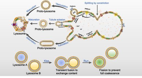 Targeting lysosomal quality control as a therapeutic strategy against aging and diseases