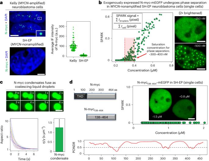 MYC phase separation selectively modulates the transcriptome