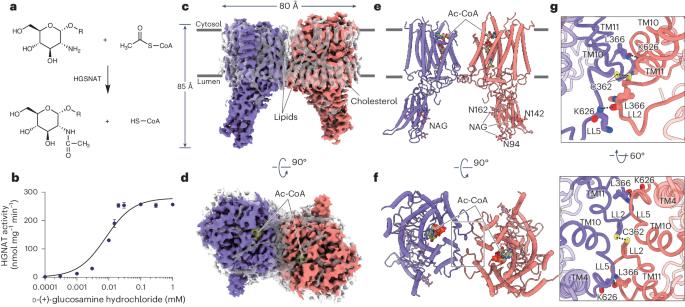 Structure and mechanism of lysosome transmembrane acetylation by HGSNAT