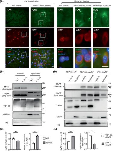 Pathologic TDP-43 downregulates myelin gene expression in the monkey brain