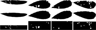 From bites to bytes: analyzing leaf damage area with neural networks to assess Altica oleracea's (Coleoptera, Chrysomelidae) preferences for native and invasive plants from the Onagraceae family