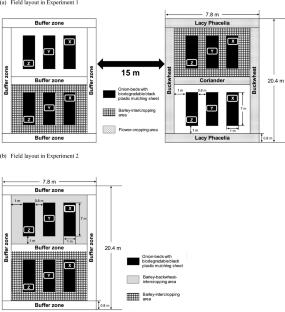 Enhancing hoverfly activity with flowering buckwheat for effective control of onion thrips (Thrips tabaci) in onion–barley intercropped Fields