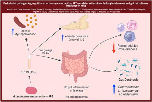 Periodontal pathogen Aggregatibacter actinomycetemcomitans JP2 correlates with colonic leukocytes decrease and gut microbiome imbalance in mice