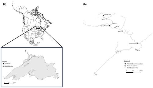 The spatial extent of Walleye and Lake Sturgeon spawning migrations below a dam in the lower Black Sturgeon River, Lake Superior