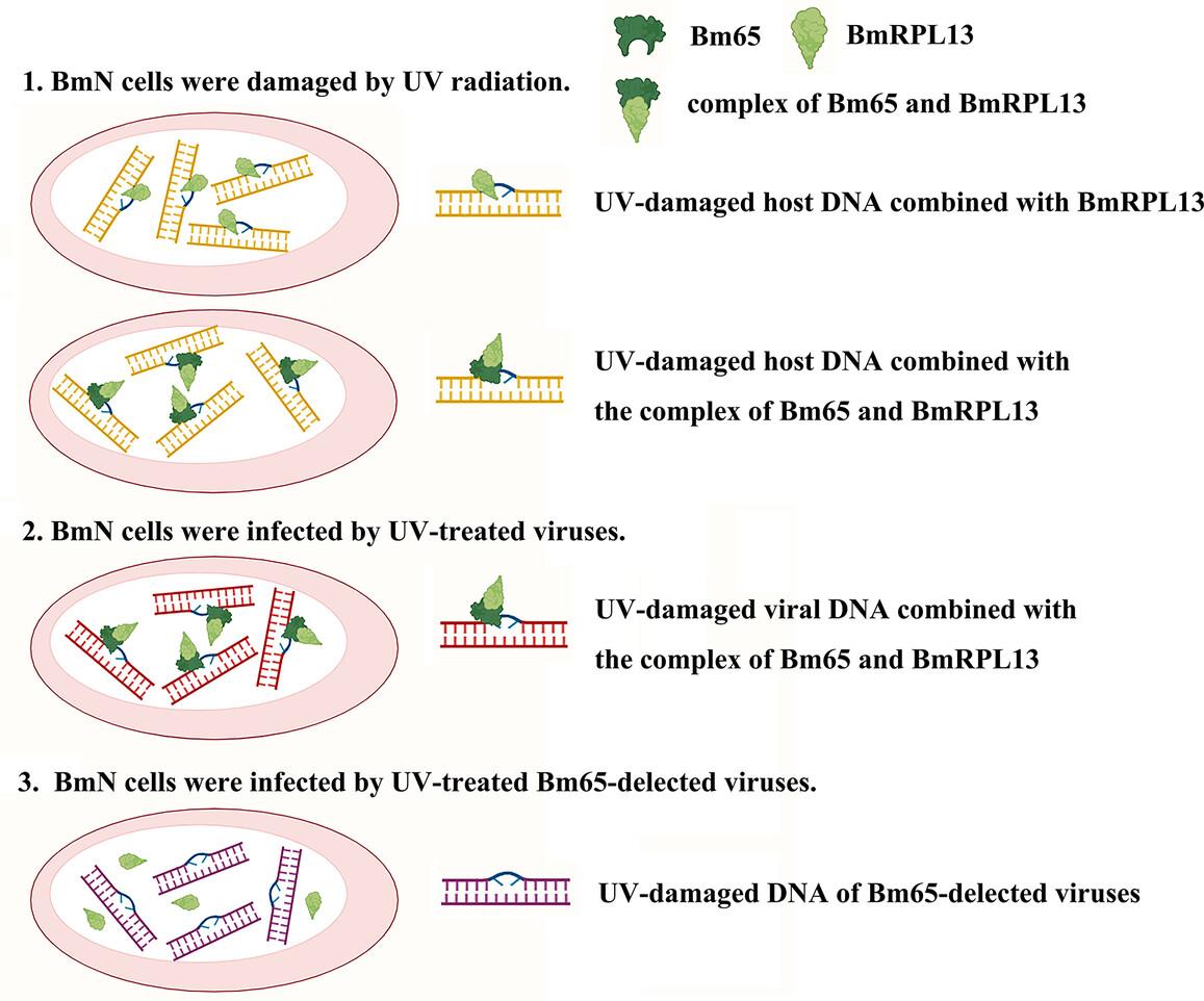 Bombyx mori RPL13 participates in UV-induced DNA damage repair of B. mori nucleopolyhedrovirus through interaction with Bm65