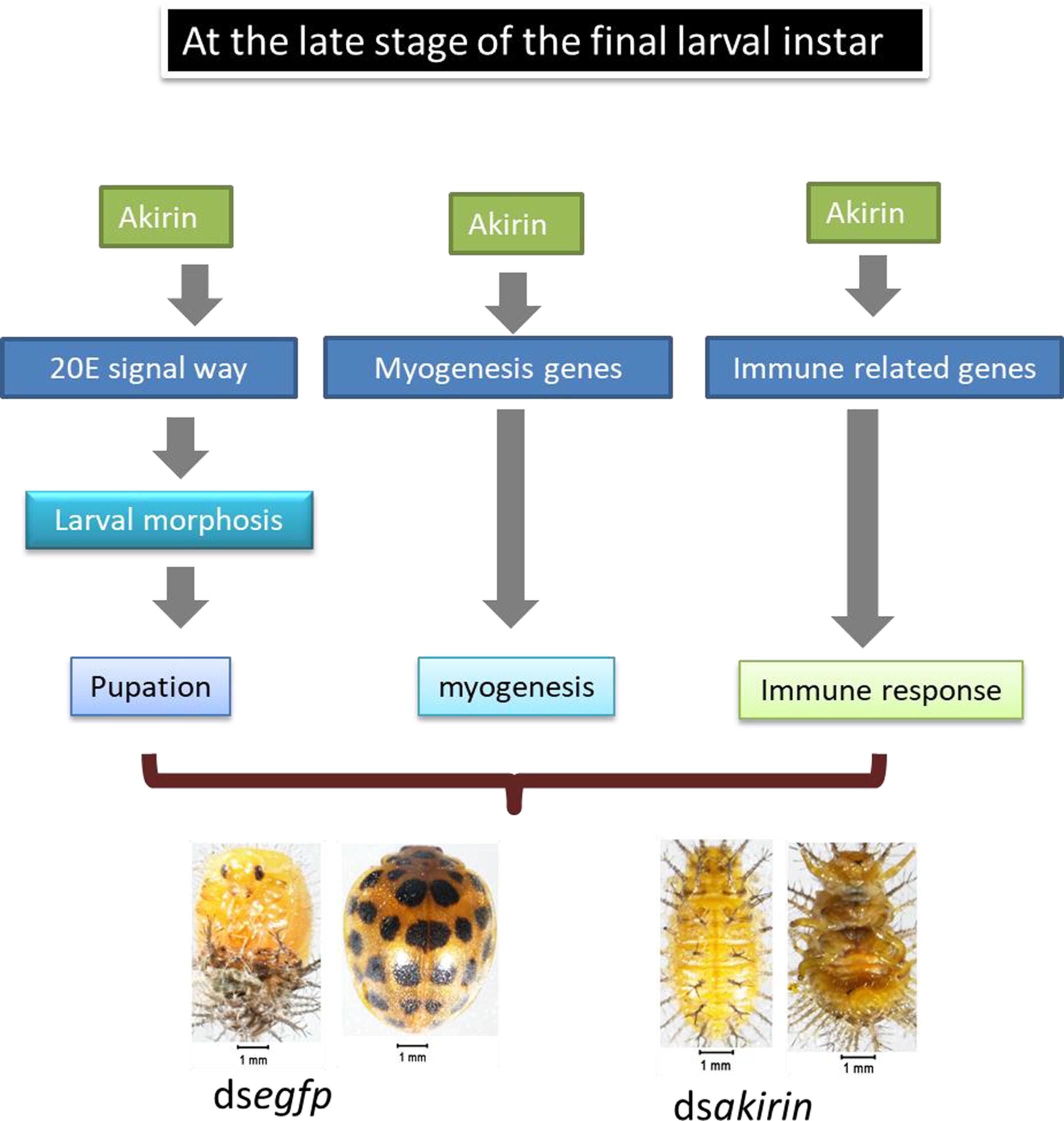 A critical role for the nuclear protein Akirin in larval development in Henosepilachna vigintioctopunctata