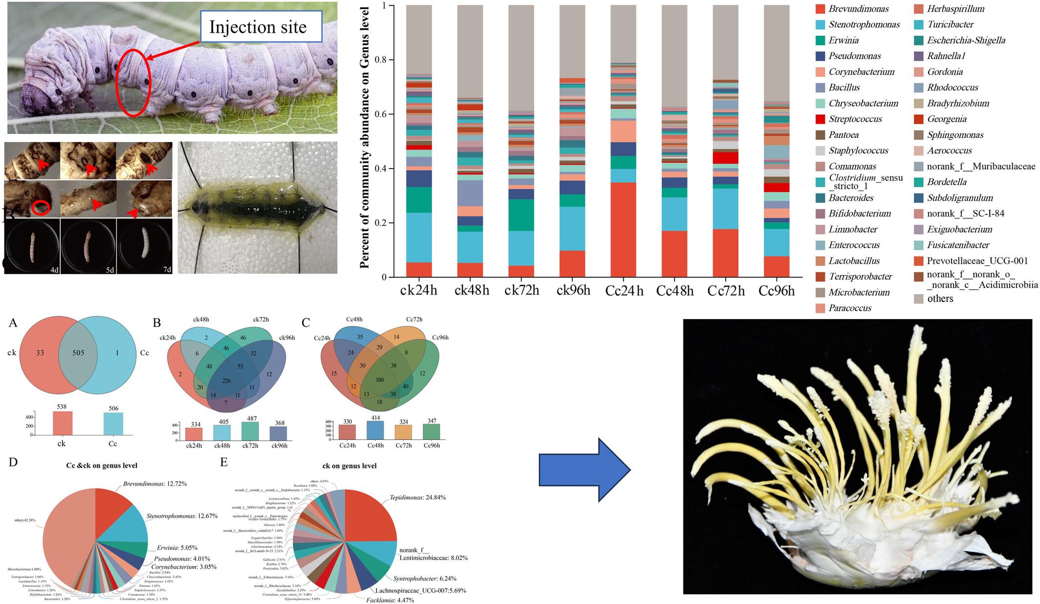 The composition and function of bacterial communities in Bombyx mori (Lepidoptera: Bombycidae) changed dramatically with infected fungi: A new potential to culture Cordyceps cicadae