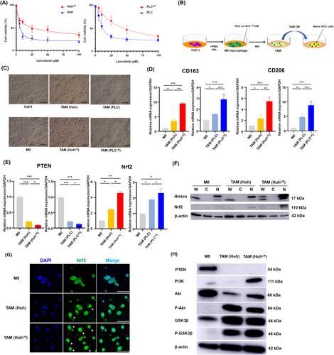 Lenvatinib-resistant hepatocellular carcinoma promotes malignant potential of tumor-associated macrophages via exosomal miR-301a-3p