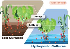 Crop plants transport irregularly shaped mineral particles from root to shoot: Tracking and quantifying