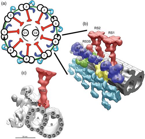 The mechanics of cilia and flagella: What we know and what we need to know