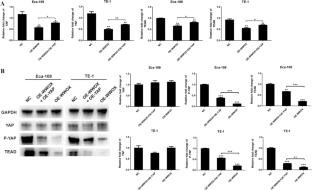 Molecular Mechanism of WWOX Inhibiting the Development of Esophageal Cancer by Inhibiting Hippo Signaling Pathway