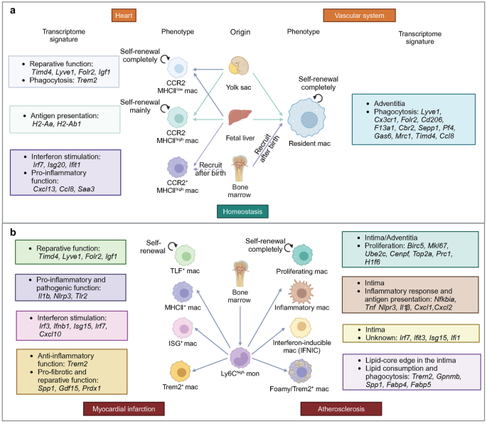 Macrophages in cardiovascular diseases: molecular mechanisms and therapeutic targets.