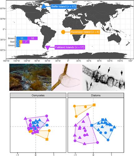 Macroalgal eukaryotic microbiome composition indicates novel phylogenetic diversity and broad host spectrum of oomycete pathogens