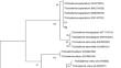 Biocontrol of strawberry Botrytis gray mold and prolong the fruit shelf-life by fumigant Trichoderma spp.