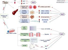 PI3K inhibitor “alpelisib” alleviates methotrexate induced liver injury in mice and potentiates its cytotoxic effect against MDA-MB-231 triple negative breast cancer cell line