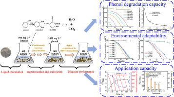 Characteristics of a novel acid-resistant phenol-degrading bacterium Acinetobacter pittii Hly3: Adaptability, kinetics, degradation pathway and long-term performance