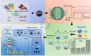 Formation of Nanoscale Biochar-EPS Corona: Adsorption and Toxicity