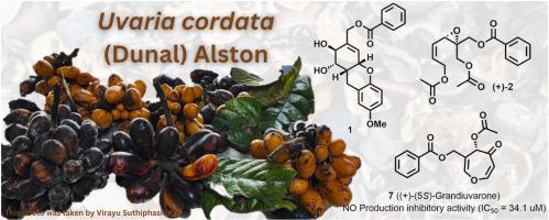 Polyoxygenated cyclohexenes from the fruits of Uvaria cordata (Dunal) Alston