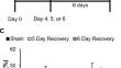 Neuronal function spontaneously recovers in organotypic hippocampal slice cultures after repetitive exposure to occupational-level shock waves