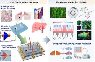 Microfluidic human physiomimetic liver model as a screening platform for drug induced liver injury