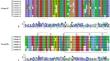 Genome-Wide Identification and Expression Analysis of WRKY Transcription Factor Genes in Passion Fruit (Passiflora edulis)