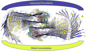 An N-terminal acidic β-sheet domain is responsible for the metal-accumulation properties of amyloid-β protofibrils: a molecular dynamics study