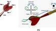 Aerodynamics of a dart-shaped projectile at low Reynolds number