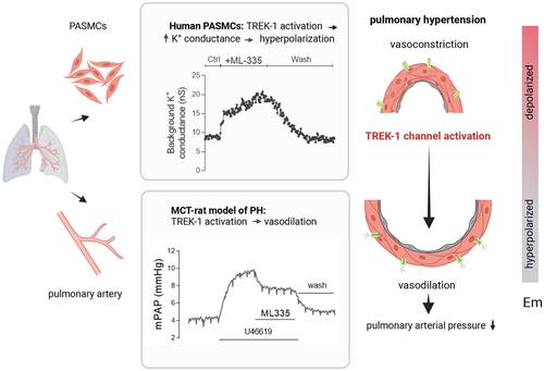 The TREK-1 potassium channel is a potential pharmacological target for vasorelaxation in pulmonary hypertension