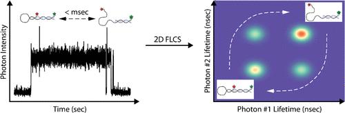 Quantifying Microsecond Solution-Phase Conformational Dynamics of a DNA Hairpin at the Single-Molecule Level