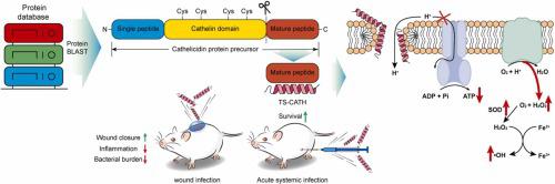 A novel cathelicidin TS-CATH derived from Thamnophis sirtalis combats drug-resistant gram-negative bacteria in vitro and in vivo