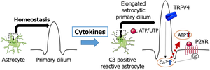 Astrocyte-Specific Inhibition of the Primary Cilium Suppresses C3 Expression in Reactive Astrocyte.