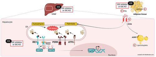 Insulin-degrading enzyme inhibition increases the unfolded protein response and favours lipid accumulation in the liver