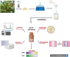 Antioxidant, cytotoxicity, antimicrobial, wound healing potentials and LC-MS/MS analysis of water extract of Rhus coriaria L. (Sumak) leaves